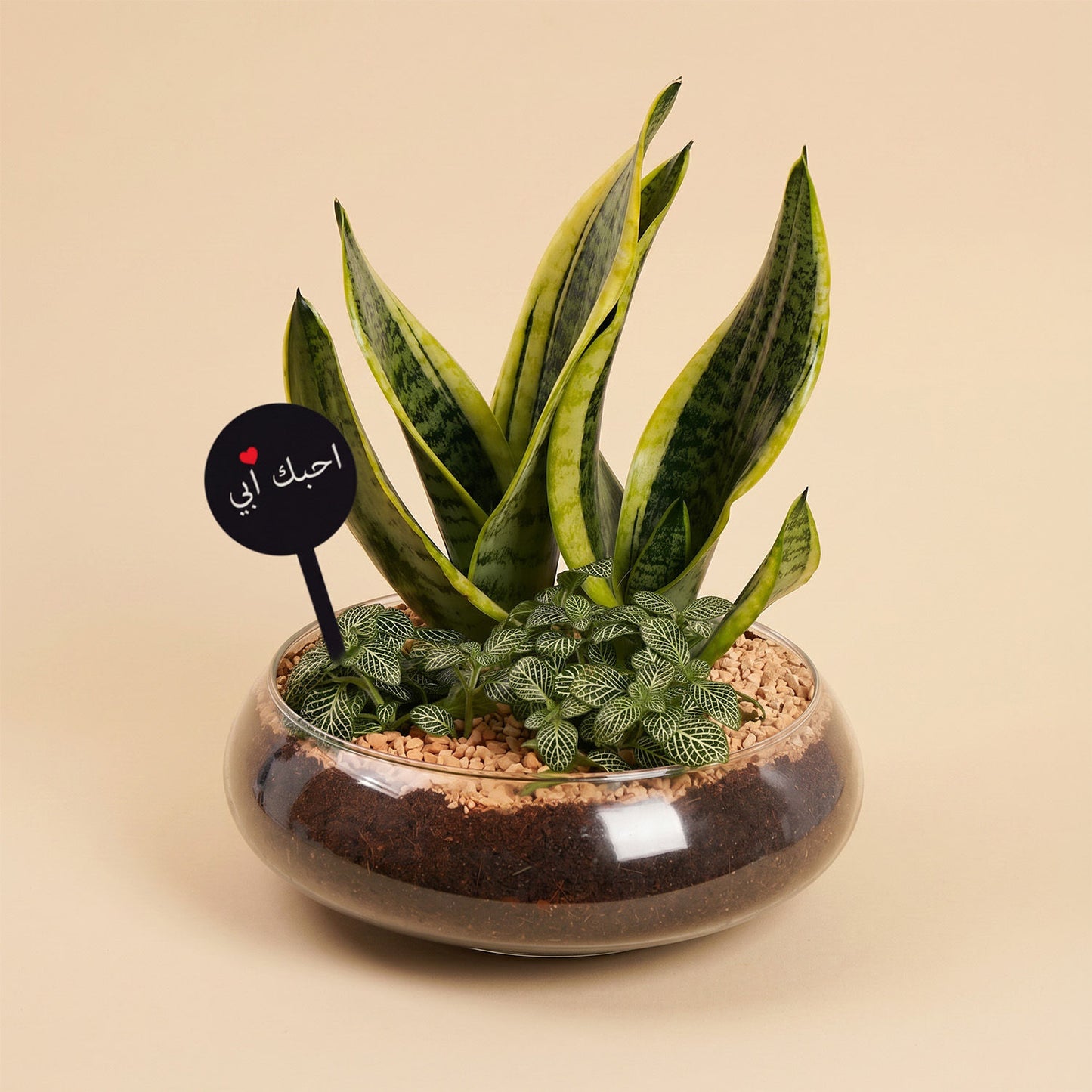 Distinctive Green Plants for a Happy Father's Day