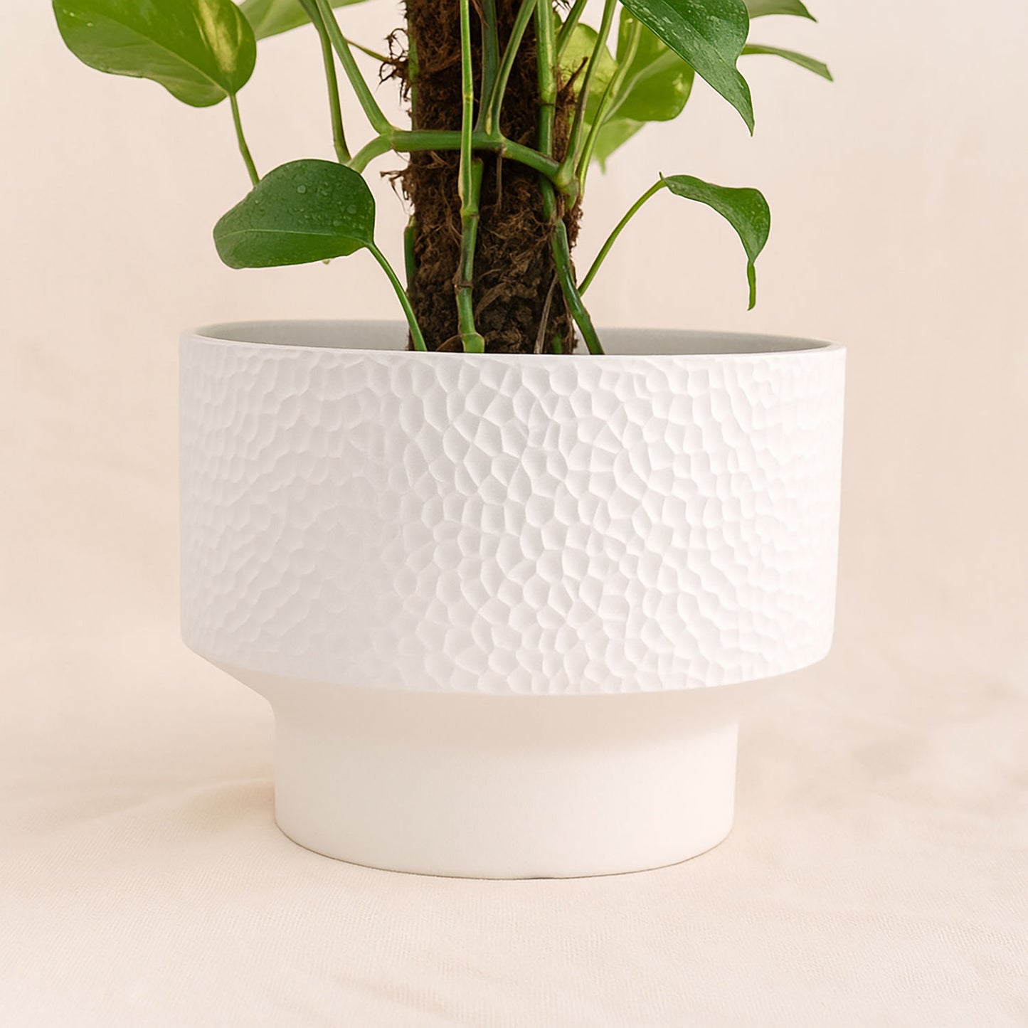 Epipremnum Pinnatum Climber Plant