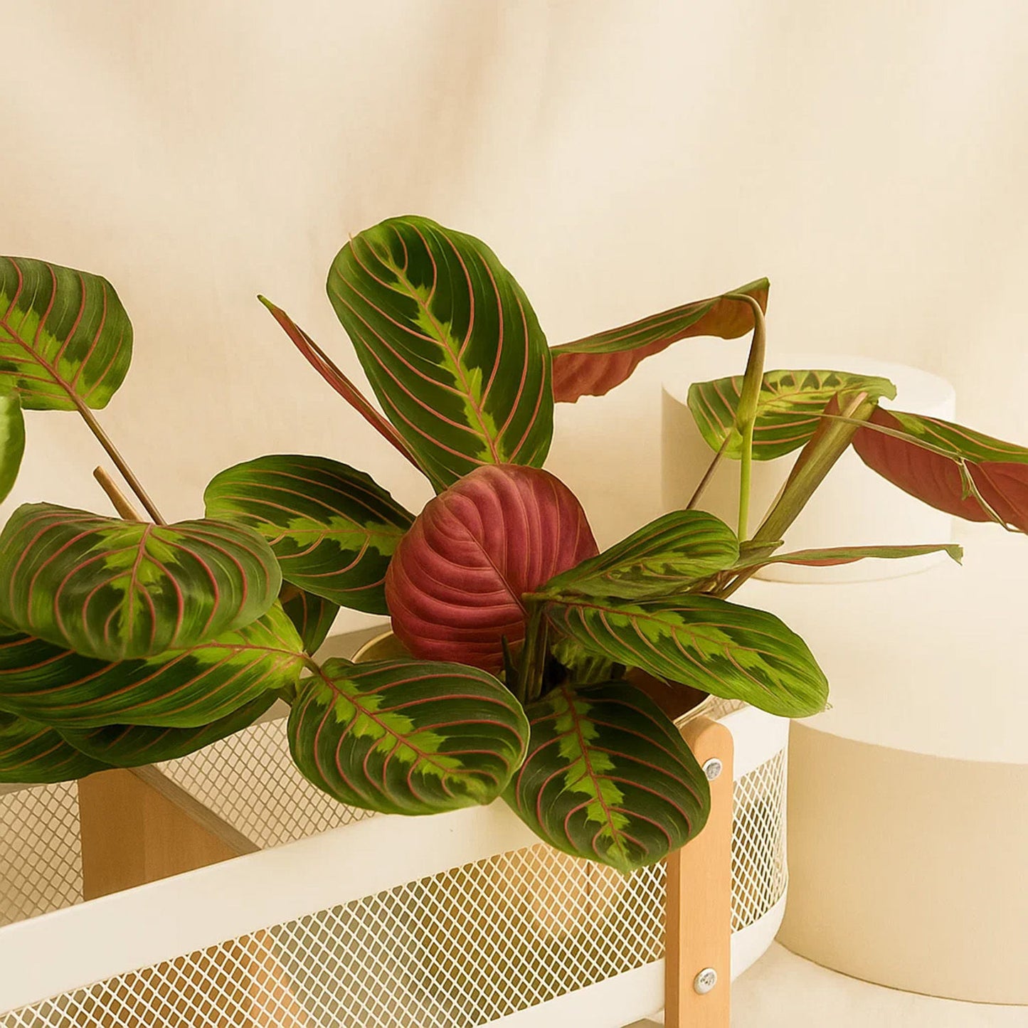 Maranta & Red Dieffenbachia Plant Box