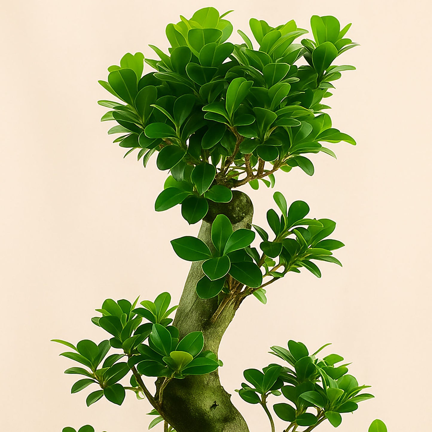 Indoor Plants | S shape Bonsai Plant