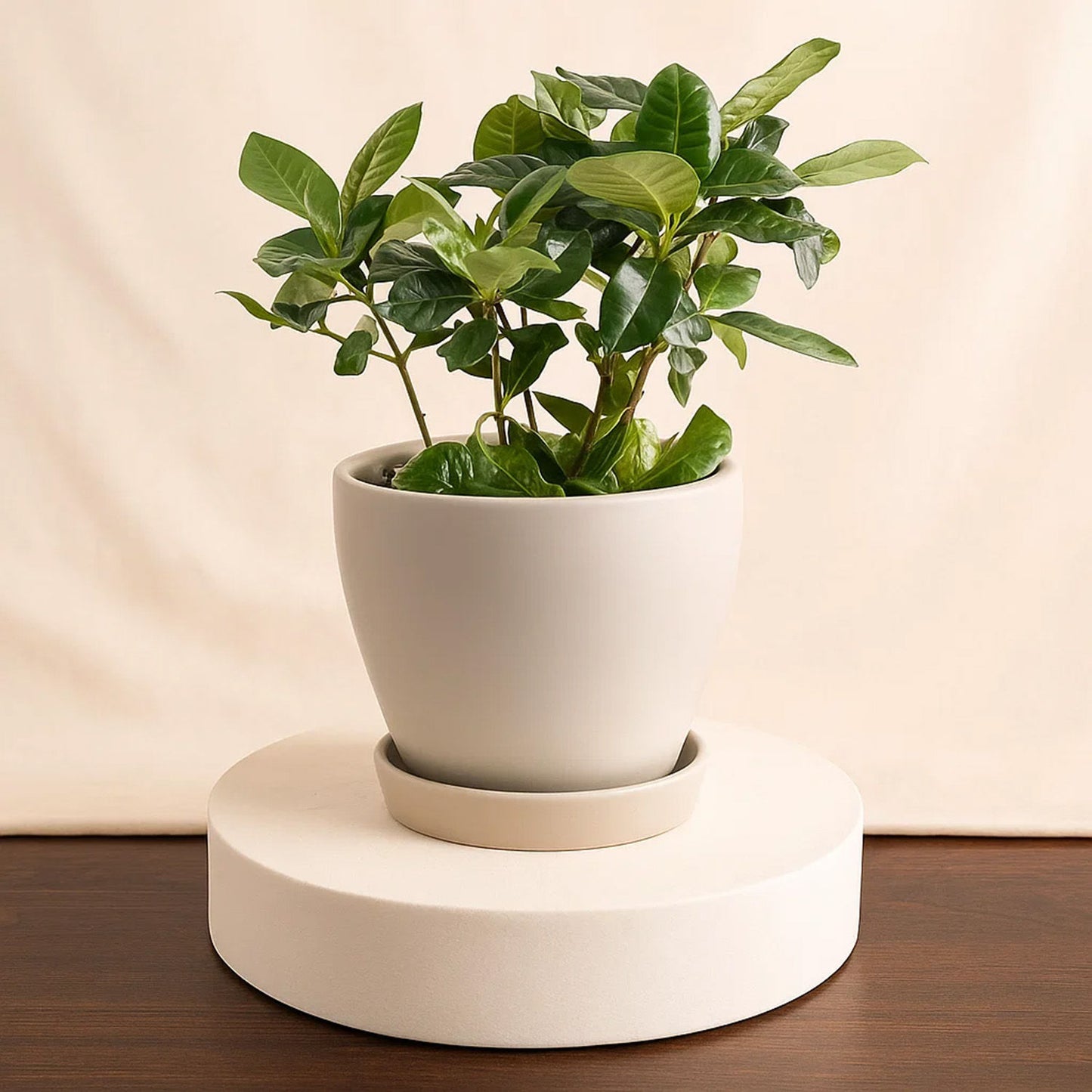 Gardenia Plant Plastic Pot