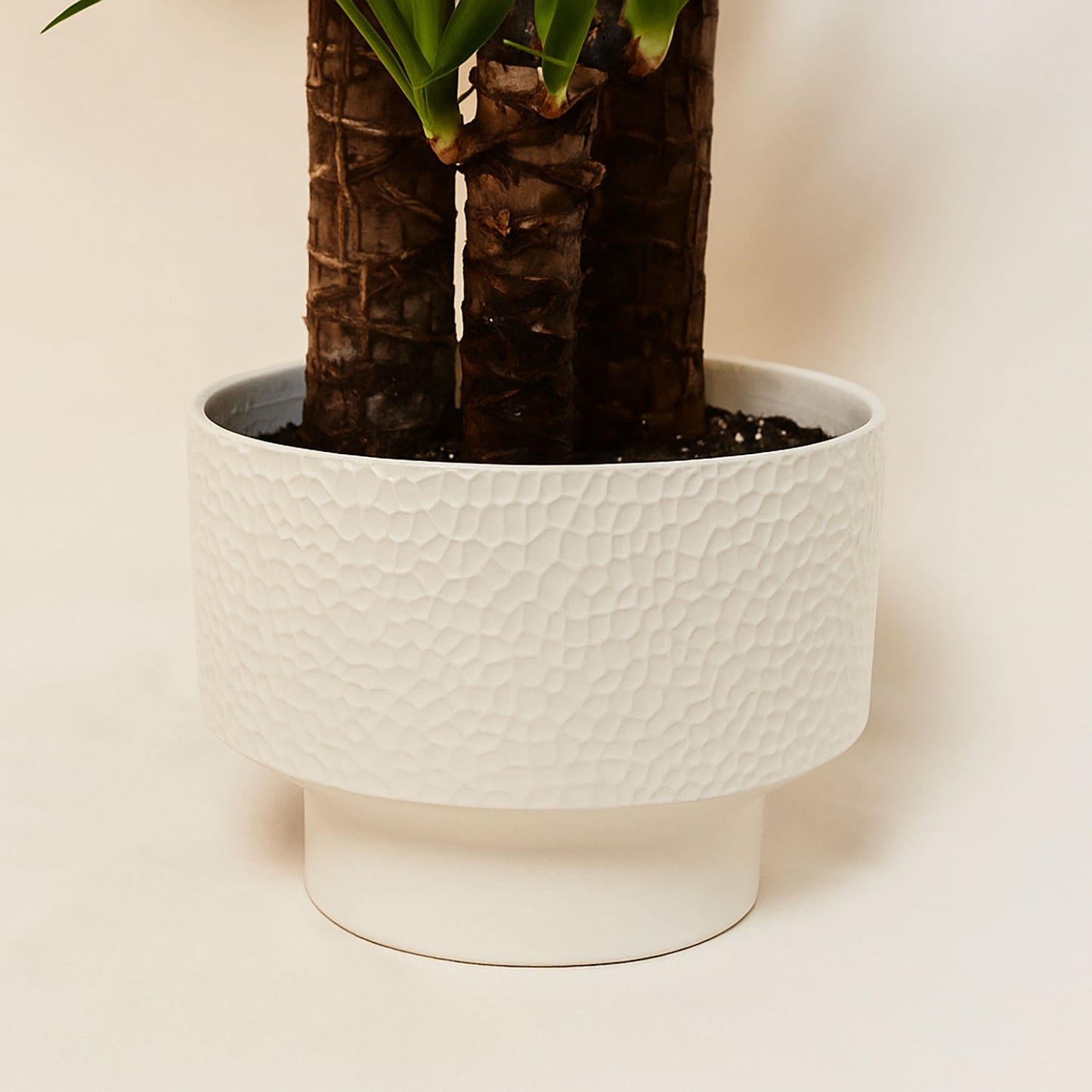 Yucca Plant in Ceramic Pot