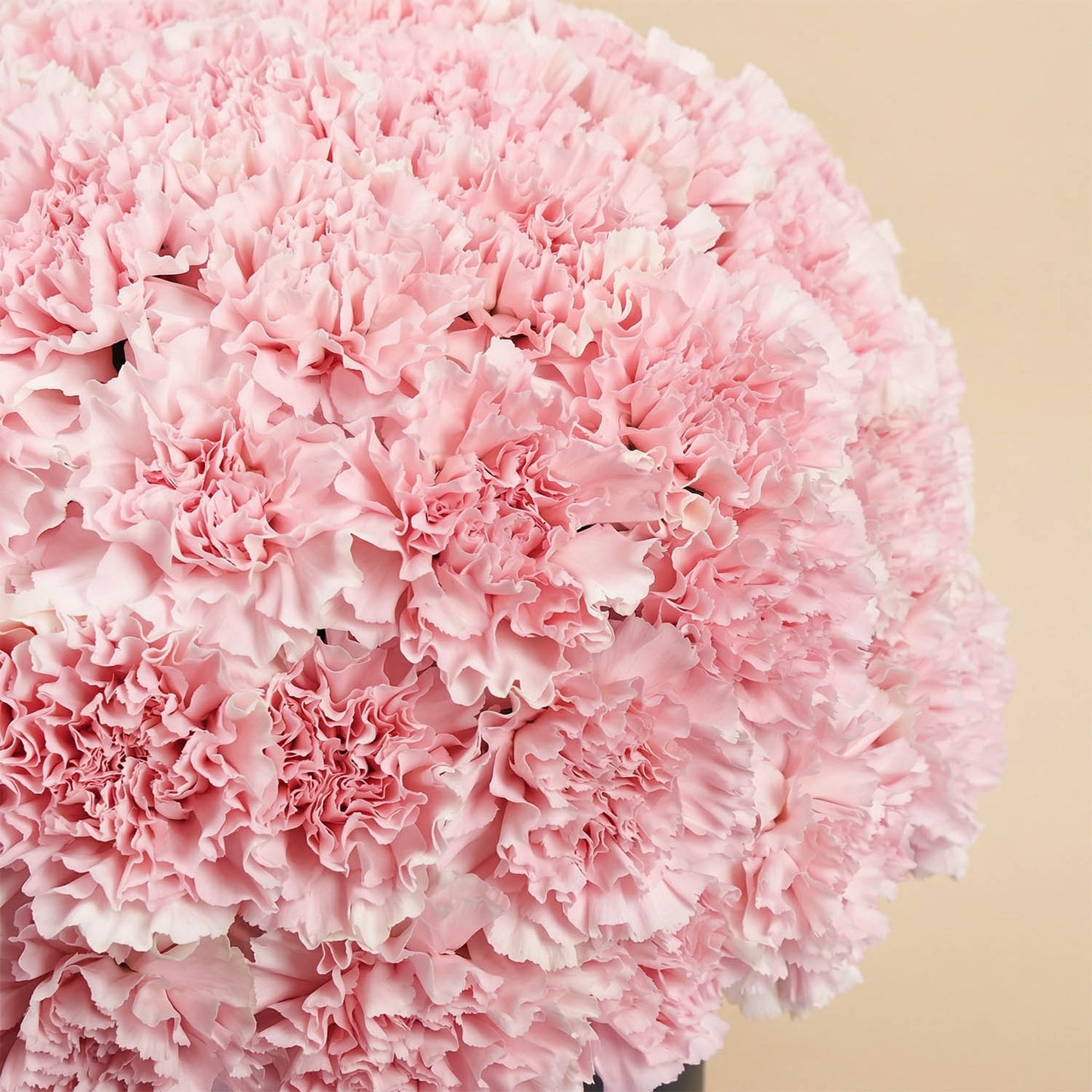 50 Pink Carnations Luxe Arrangement