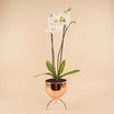 White Orchid in Premium Golden Pot