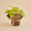Premium Treats & Pothos Plant Gift Basket