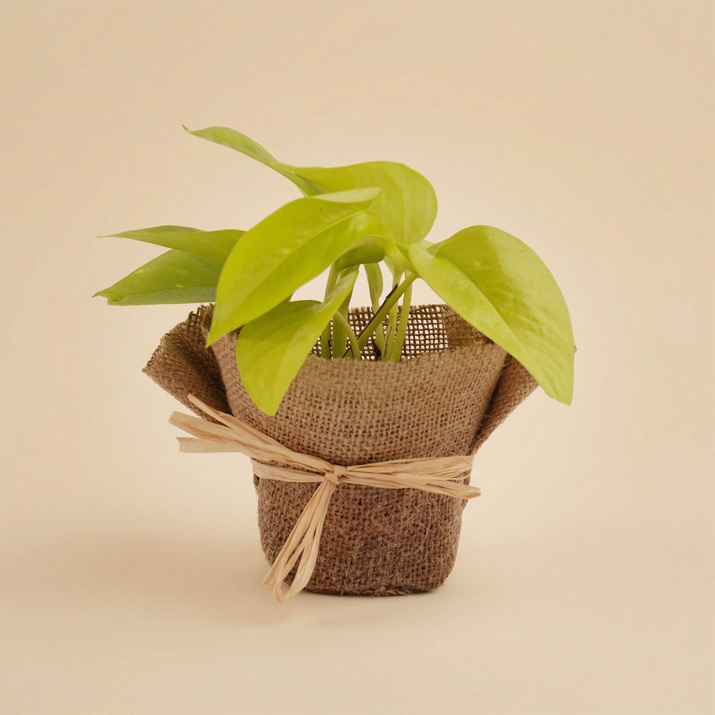 Premium Treats & Pothos Plant Gift Basket
