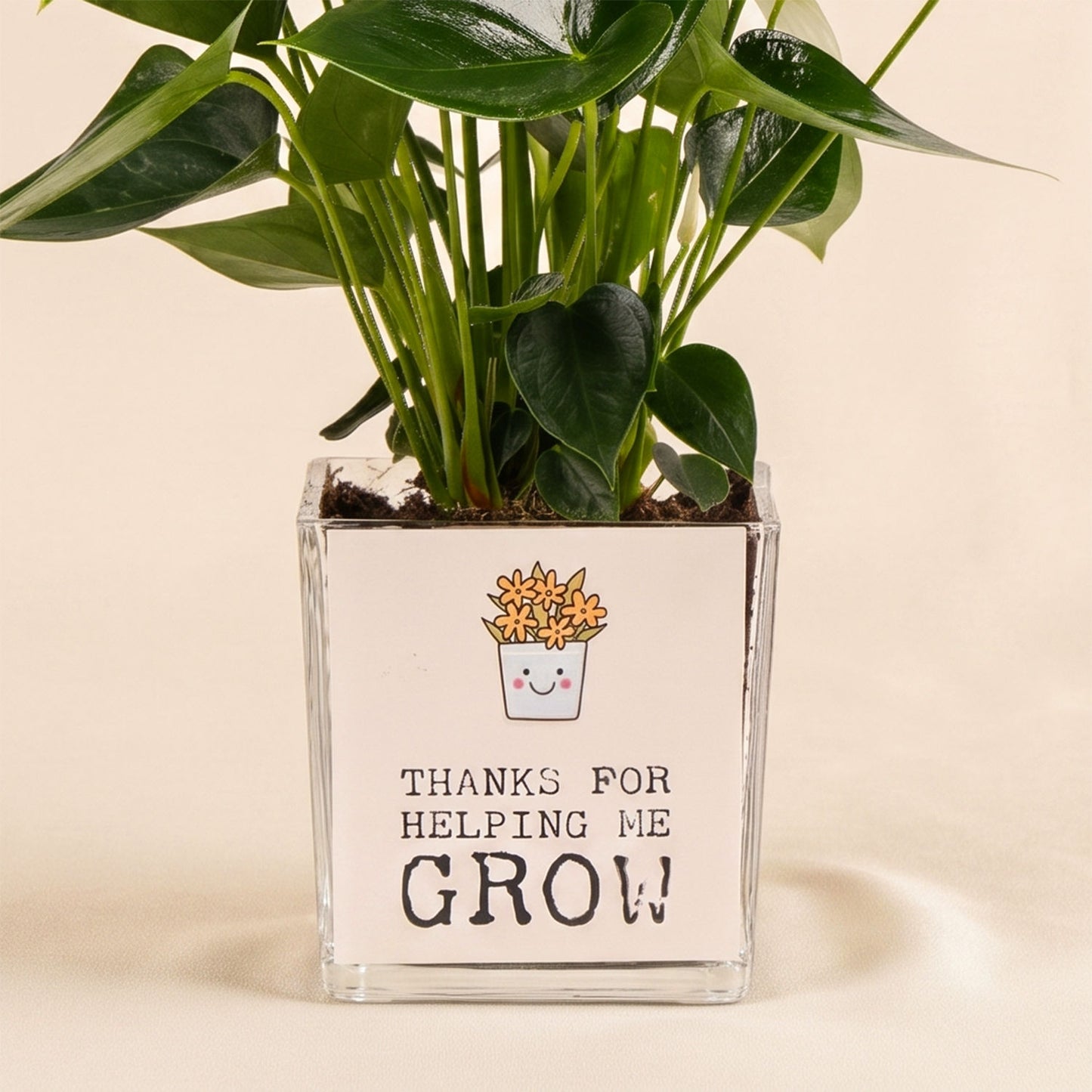White Anthurium Plant