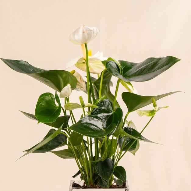White Anthurium Plant
