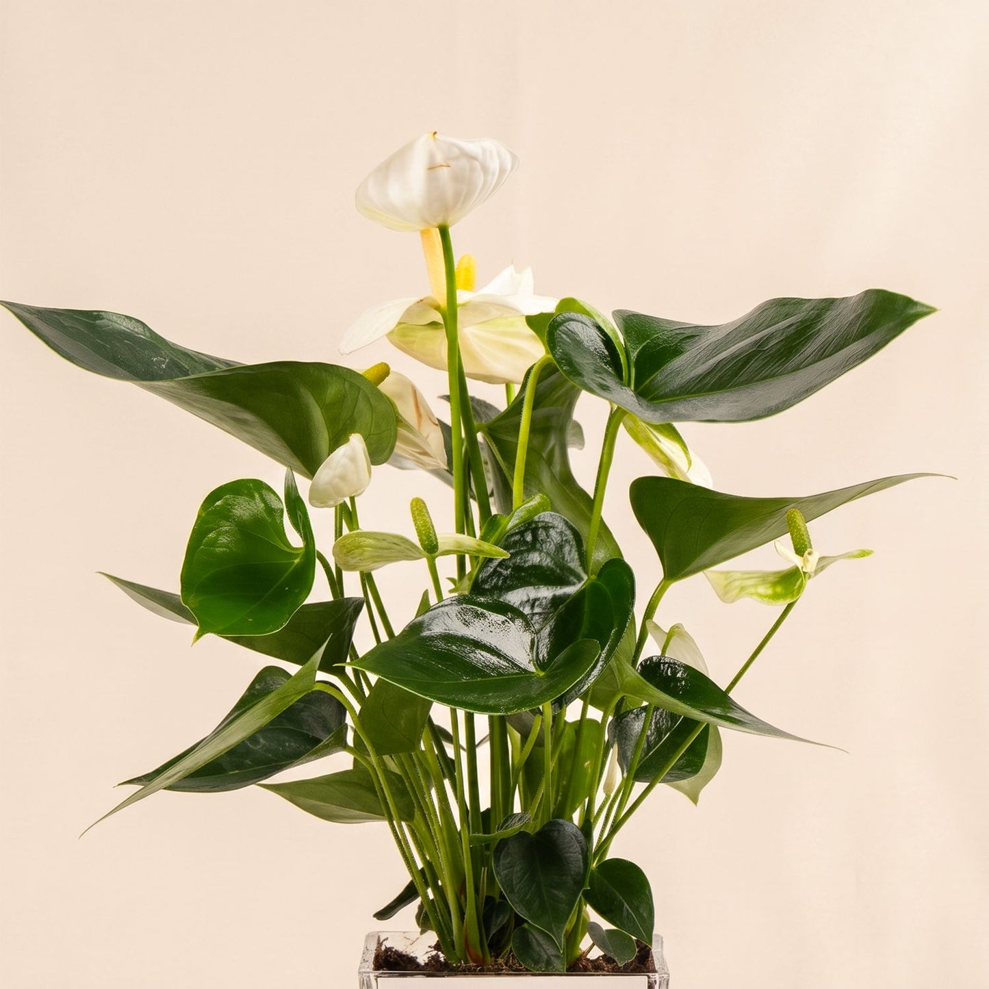 White Anthurium Plant