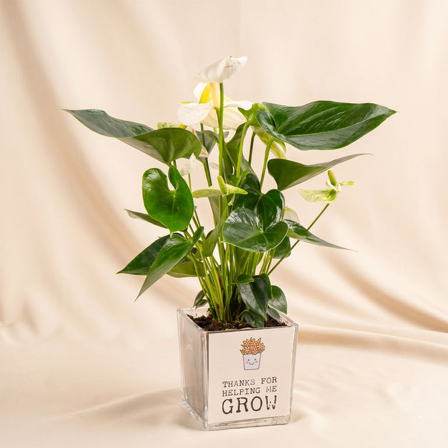 White Anthurium Plant