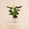 White Anthurium Plant