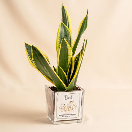 Elegant Sansevieria for Dad