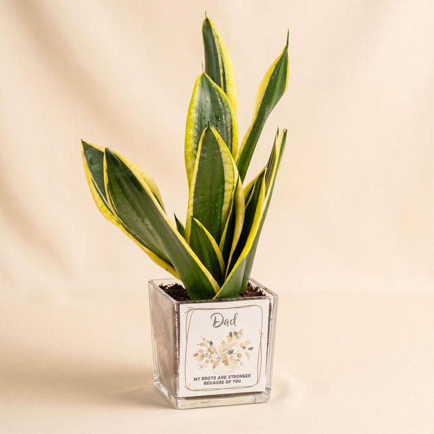 Elegant Sansevieria for Dad