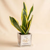 Elegant Sansevieria for Dad