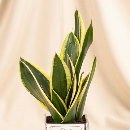 Elegant Sansevieria for Dad