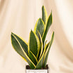 Elegant Sansevieria for Dad
