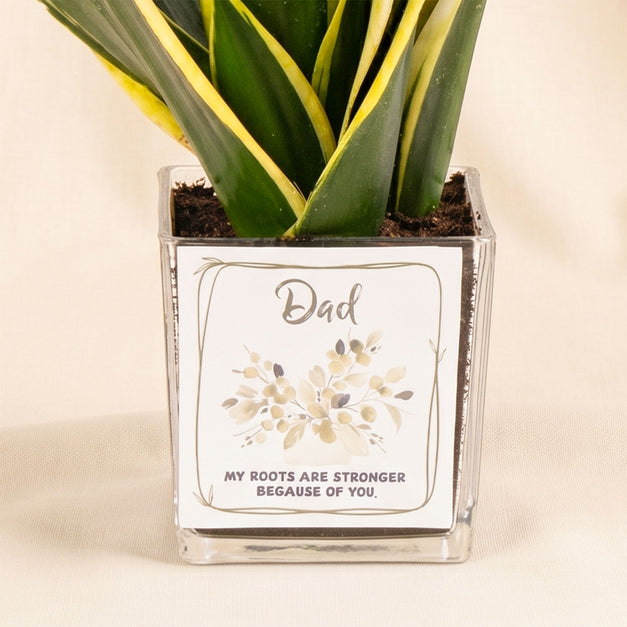 Elegant Sansevieria for Dad