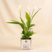 Peace Lily Plant