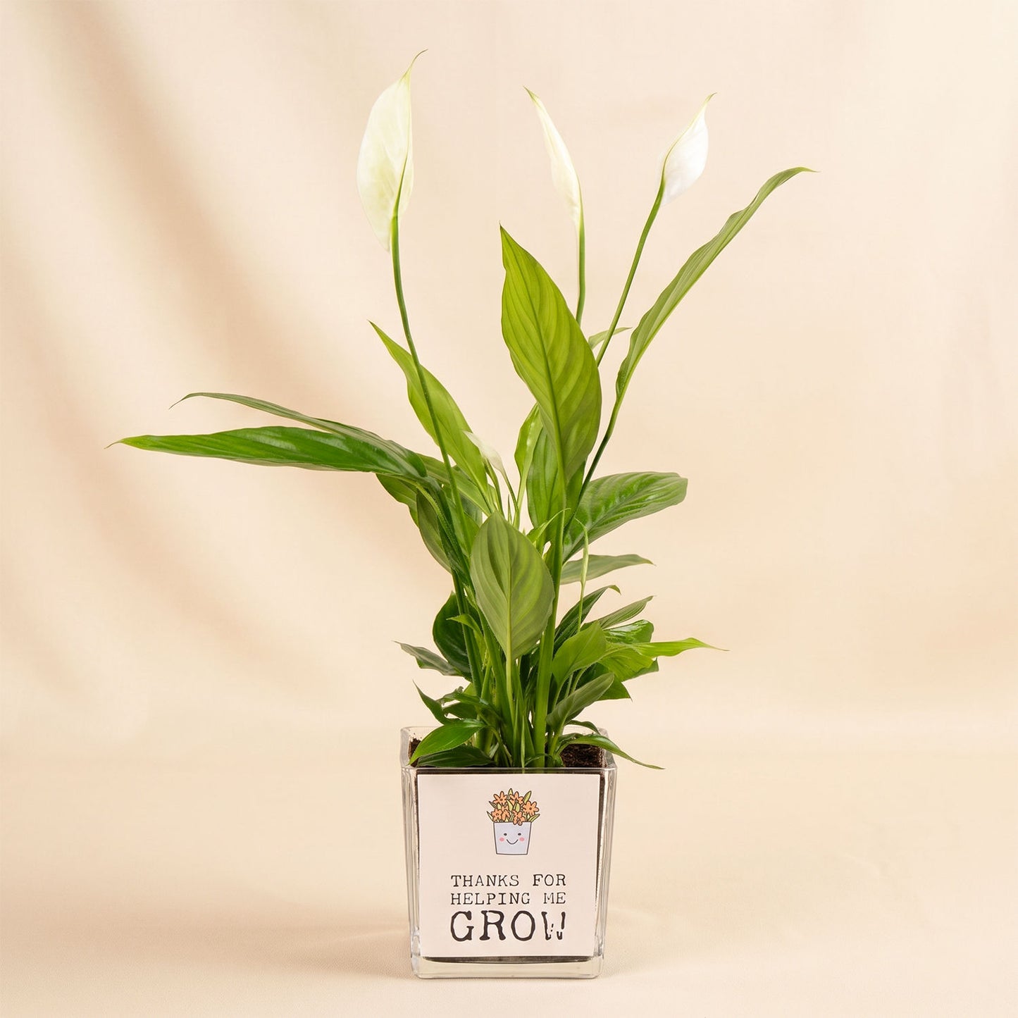 Peace Lily Plant