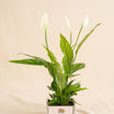 Peace Lily Plant