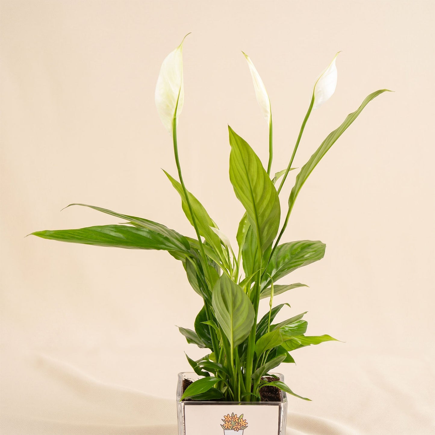 Peace Lily Plant