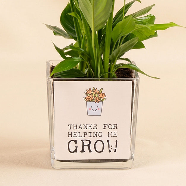 Peace Lily Plant
