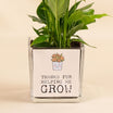 Peace Lily Plant