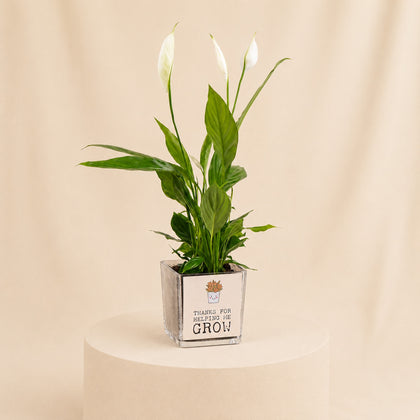 Peace Lily Plant