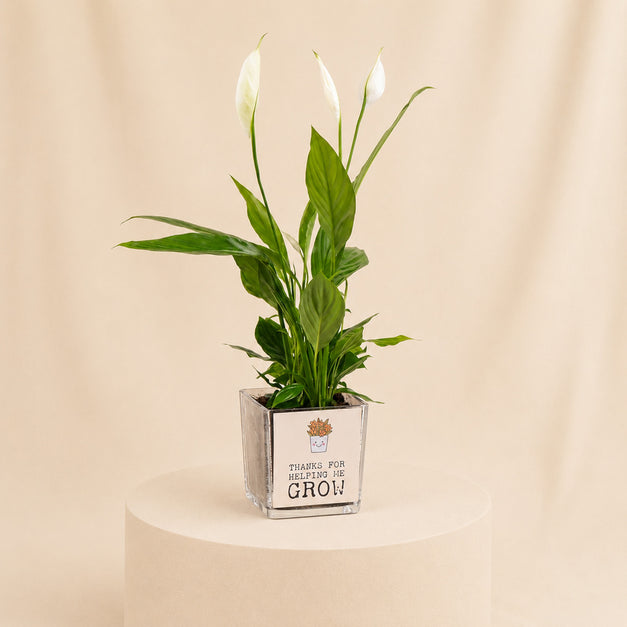 Peace Lily Plant