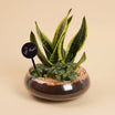 Distinctive Green Plants for a Happy Father's Day