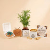 Father's Day Gift Set with Plant, Cake and Chocolate