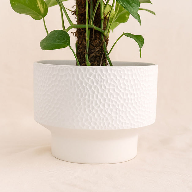 Epipremnum Pinnatum Climber Plant