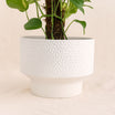 Epipremnum Pinnatum Climber Plant