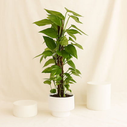 Epipremnum Pinnatum Climber Plant