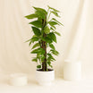 Epipremnum Pinnatum Climber Plant
