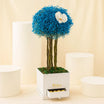 Sky Blue Gypsophillia With Chocolate
