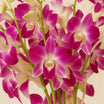 Mesmerizing Purple Orchid