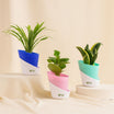 Green Trio Indoor Plant Set