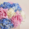 Hydrangea Harmony Flower Box