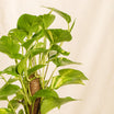 Indoor  Epipremnum Aaureum Money Plant