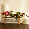 Maranta & Red Dieffenbachia Plant Box