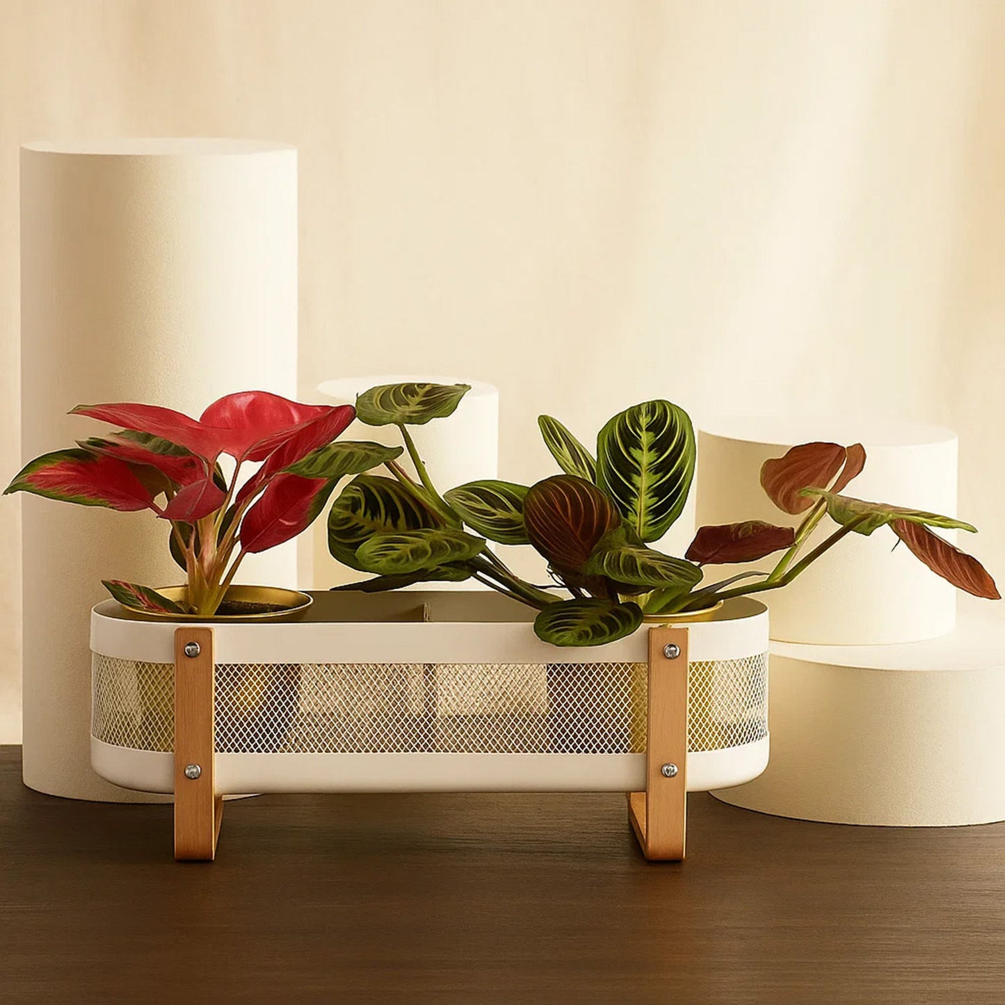 Maranta & Red Dieffenbachia Plant Box