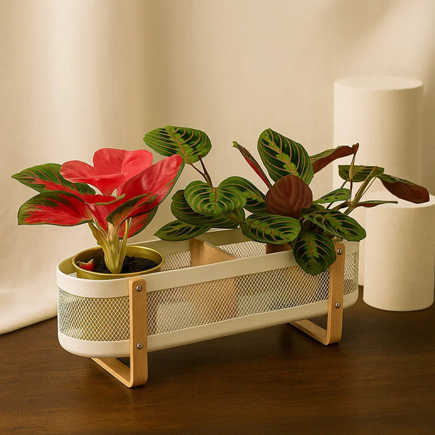 Maranta & Red Dieffenbachia Plant Box