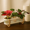 Maranta & Red Dieffenbachia Plant Box