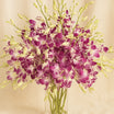 Orchid Charm | 38 Baby Orchids