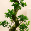 Indoor Plants | S shape Bonsai Plant