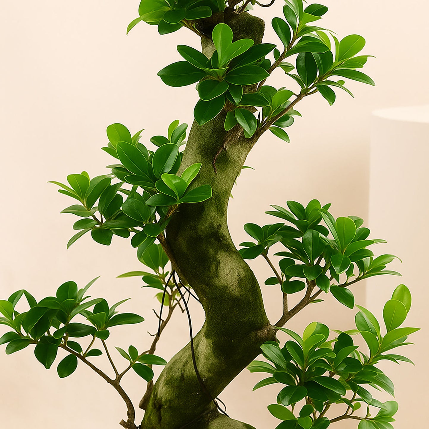 Indoor Plants | S shape Bonsai Plant