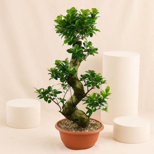 Indoor Plants | S shape Bonsai Plant