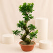 Indoor Plants | S shape Bonsai Plant
