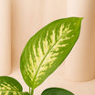 Dieffenbachia Grey Plant